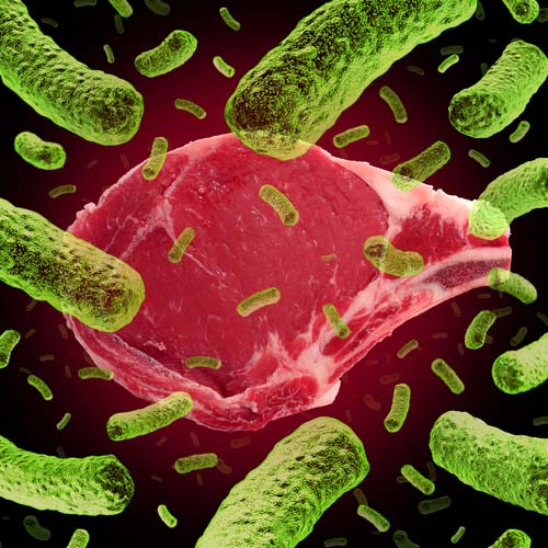 Study Says Commercial Raw Meat Foods Are Dangerous To Dogs And Humans