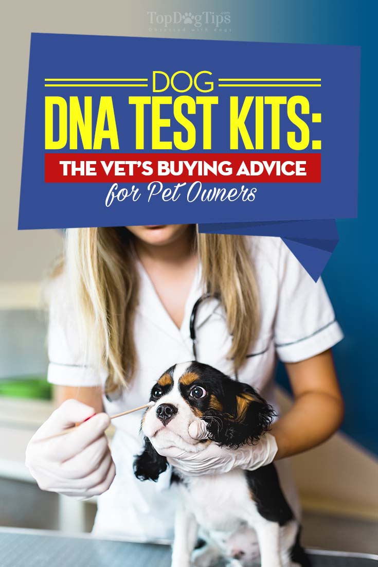 DNA Test for Dogs - The Vet’s Buying Guide for Pet Owners