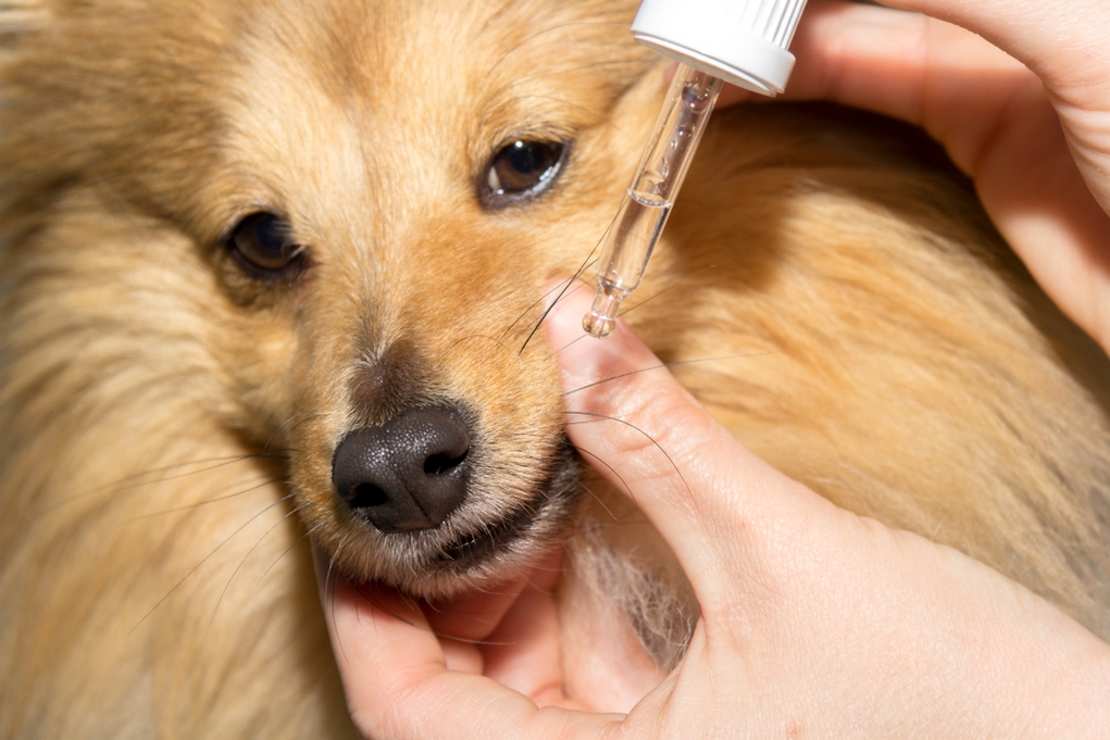Dog Deworming Schedule Top Dog Tips Dog Deworming Schedule Top Dog Tips