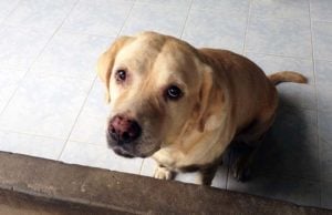 Dogs Know Exactly When to Break Out the Puppy Eyes Dogs Know Exactly When to Break Out the Puppy Eyes