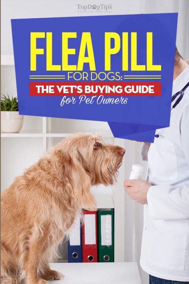 Fresh Look at Flea Pills For Dogs The Vet S Buying Guide For