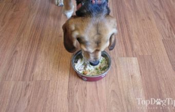 Recipe: Homemade Low-Carb Dog Food Homemade Low-Carb Dog Food