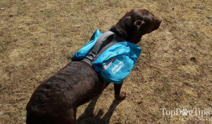 Outward Hound Daypak Dog Backpack Review (2018)
