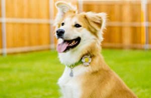 Things to Improve Your Dog’s Life Products That Improve Your Dog’s Life