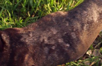 Ringworm in Dogs: Prevention and Treatment Ringworm in Dogs - How to Prevent and Treat It