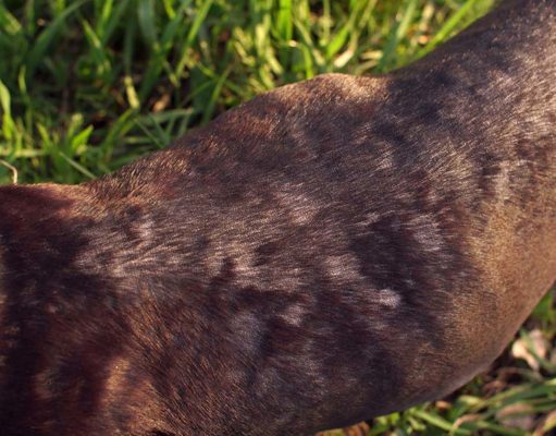 Ringworm in Dogs: Prevention and Treatment Ringworm in Dogs - How to Prevent and Treat It