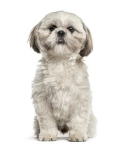 Smallest Dog Breeds