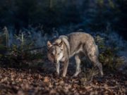Study: Dogs and Wolves Share Parasites but There’s No Increased Risk for Gun Dogs Study - Dogs and Wolves Share Parasites but There's No Increased Risk for Gun Dogs
