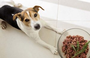 Study Says Commercial Raw Meat Foods Are Dangerous to Dogs and Humans Study Says Commercial Raw Meat Foods Are Dangerous for Dogs and Humans