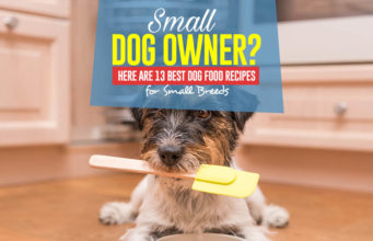 13 Homemade Dog Food Recipes for Small Dogs The 13 Homemade Dog Food Recipes for Small Dogs