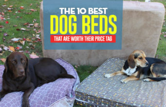10 Best Dog Bed Brands for Small & Large Dogs (Updated 2024) The Best Dog Bed of 2018