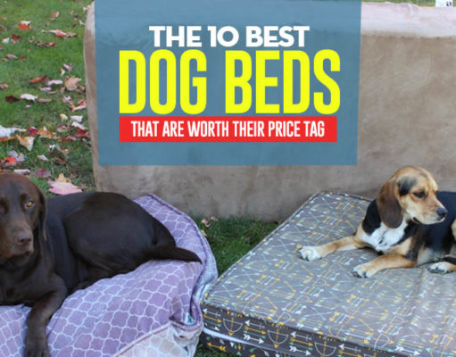 10 Best Dog Bed Brands for Small & Large Dogs (Updated 2024) The Best Dog Bed of 2018