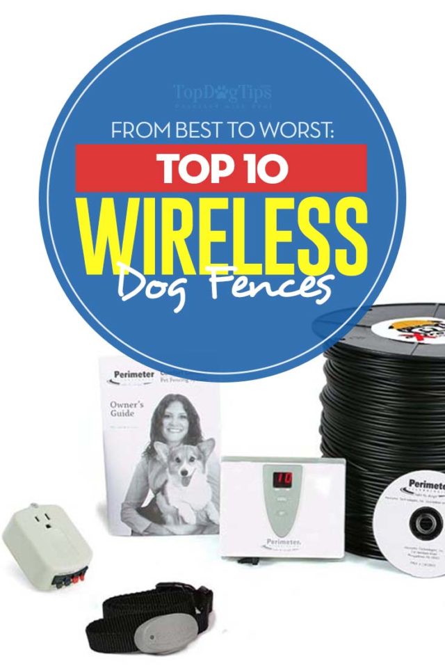 Top 10 Best Wireless Dog Fence Systems (tested and reviewed)