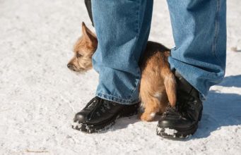 This Study Reveals Whether Your Dog Will Pick You Over A Stranger This Study Reveals Whether Your Dog Will Pick You Over A Stranger