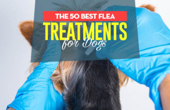 Top 50 Best Flea Treatments for Dogs in 2024 Top 50 Best Flea Treatment for Dogs