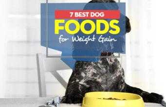 Top 7 Best Dog Foods for Weight Gain Top 7 Best Dog Foods for Weight Gain