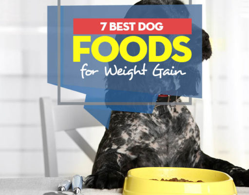 Top 7 Best Dog Foods for Weight Gain Top 7 Best Dog Foods for Weight Gain