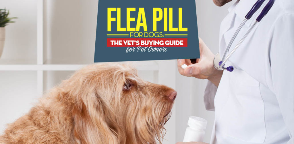 Flea Pills for Dogs The Vet's Buying Guide for Pet Owners