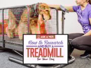 A Veterinarian’s Guide on Treadmills for Dogs Veterinarian's Guide on Treadmill for Dogs
