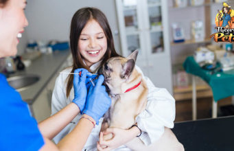 TOP #50: What Are Dog DNA Tests and Are They Reliable? What Are Dog DNA Tests and Are They Reliable