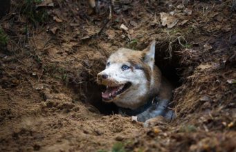 Why Do Dogs Dig and How to Stop Them Why Do Dogs Dig and How to Stop a Dog from Digging