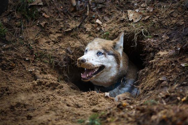 Why Do Dogs Dig and How to Stop a Dog from Digging Long-term