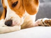 10 Best Dog Food for Itchy Skin Brands Review (Updated 2024) 7 Best Dog Food for Itchy Skin Brands