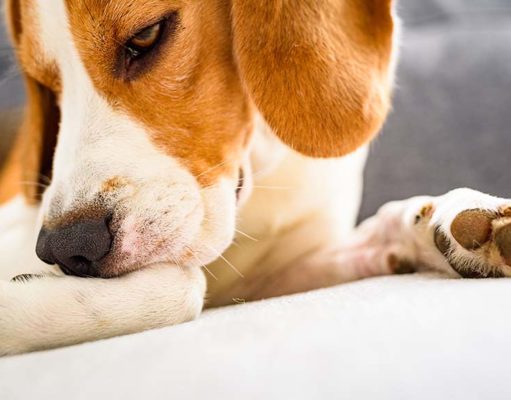 10 Best Dog Food for Itchy Skin Brands Review (Updated 2024) 7 Best Dog Food for Itchy Skin Brands