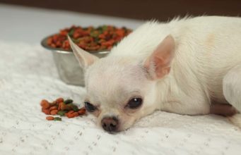 9 Tips on Feeding Dogs with Sensitive Stomachs 9 Tips on How to Feed Dogs with Sensitive Stomachs and Stomach Upset