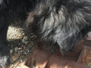 Hero Dog Saves Cat Stuck Inside A Storm Drain Hero Dog Saves Cat Stuck Inside A Storm Drain