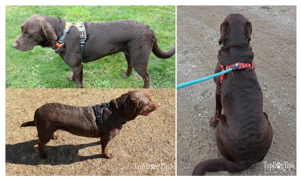 How to put on a dog harness: Step-by-step directions [with video