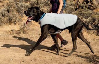Top 15 Best Cooling Vests for Dogs Best Cooling Vests for Dogs