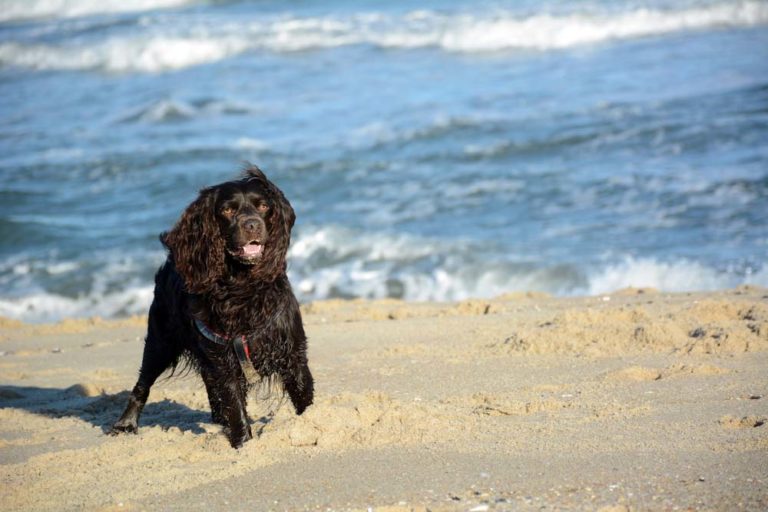 20 Best Swimming Dogs That Love to Swim and Are Good at It