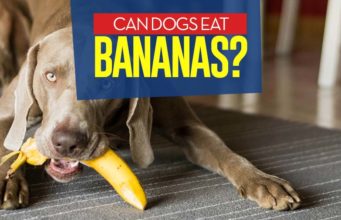 Can Dogs Eat Bananas? 7 Potential Benefits and 4 Side Effects Can I give my dog bananas