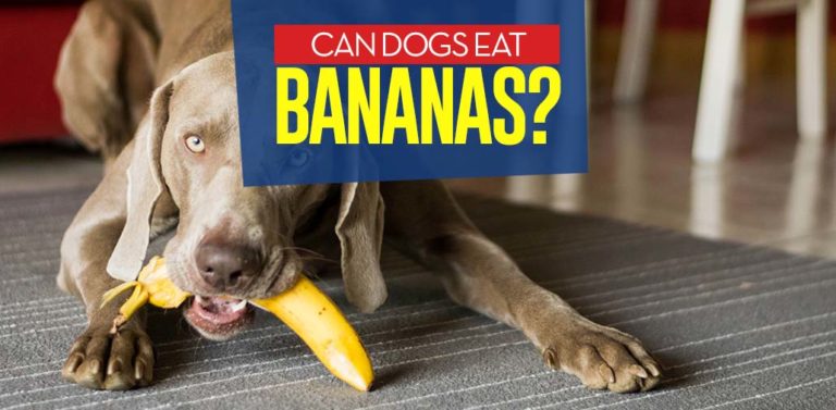 Picture of Bananas for Dogs 101: Can Dogs Eat Bananas?