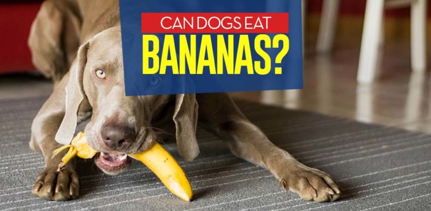 Image showcasing Bananas for Dogs 101: Can Dogs Eat Bananas?