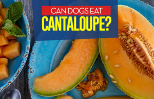 Can Dogs Eat Cantaloupe? 5 Potential Benefits and 3 Side Effects Can I give my dog cantaloupe