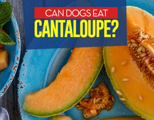 Can Dogs Eat Cantaloupe? 5 Potential Benefits and 3 Side Effects Can I give my dog cantaloupe