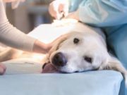 Cancer Vaccine for Dogs Set for Clinical Trial with High Hopes Cancer Vaccine for Dogs Set for Clinical Trial with High Hopes