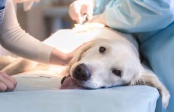 Cancer Vaccine for Dogs Set for Clinical Trial with High Hopes Cancer Vaccine for Dogs Set for Clinical Trial with High Hopes