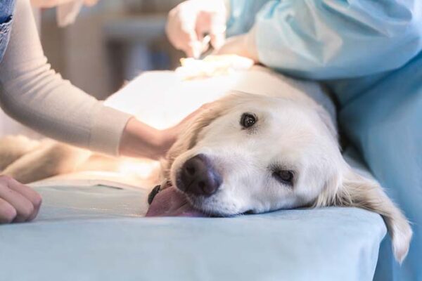 How Do Dogs Get Cancer? – Top Dog Tips