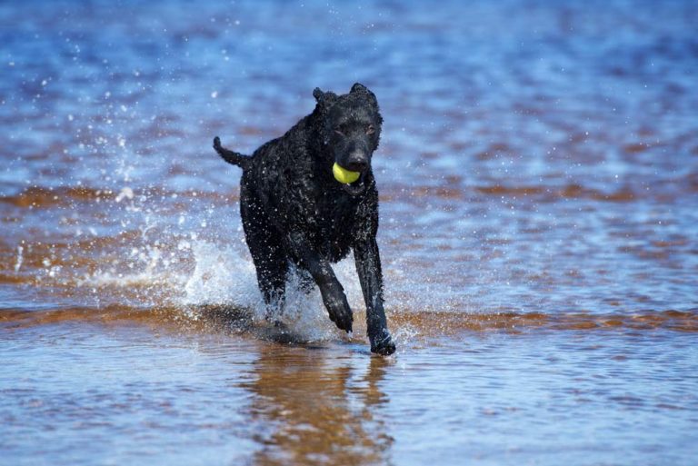 20 Best Swimming Dogs That Love to Swim and Are Good at It