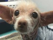 Cute Rescue Dog’s Breed Remains a Mystery Because She Has No Hair Cute Rescue Dog's Breed Remains A Mystery Because She Has No Hair