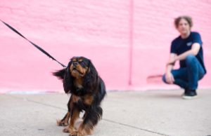Dog Prefers Strangers Over You? Don’t Worry, Experts Say Dog Prefers Strangers Over You - Don't Worry, Experts Say