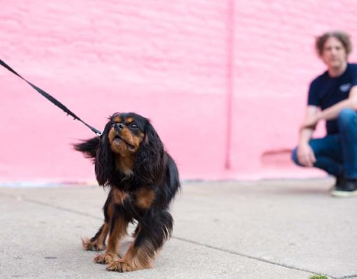 Dog Prefers Strangers Over You? Don’t Worry, Experts Say Dog Prefers Strangers Over You - Don't Worry, Experts Say