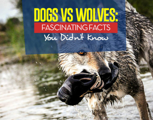 10 Key Differences Between Wolves and Dogs Dogs vs Wolves - The 10 Facts You Should Know about Dog's Closest Ancestor