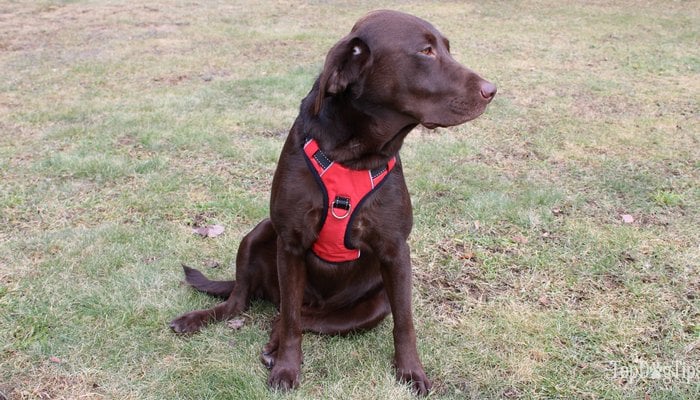 Front-clip dog harness