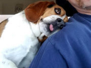 Grateful Dog Saved from Euthanasia Immediately Snuggles to New Owner During Freedom Ride Grateful Dog Saved from Euthanasia Immediately Snuggles to New Owner During 'Freedom Ride'