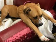 Homeless Dogs Get Comfortable After Request for Old Armchair Donations Go Viral Homeless Dogs Get Comfortable After Request for Old Armchair Donations Go Viral
