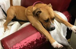 Homeless Dogs Get Comfortable After Request for Old Armchair Donations Go Viral Homeless Dogs Get Comfortable After Request for Old Armchair Donations Go Viral